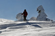 Trekking between snow-covered spruces in the mountains