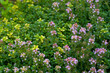 Foto: Thyme Thyme