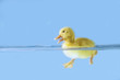 Cute duck swiming  on water