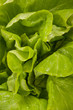 Photo: Closeup af fresh lettuce salad Closeup af fresh lettuce salad