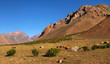 Nature landscape with cattle in Argentina, South America.