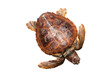 Loggerhead water turtle