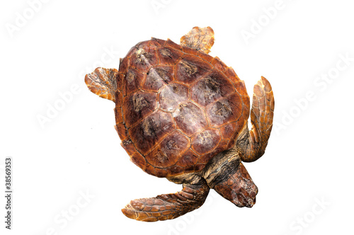 Photo: Loggerhead water turtle Loggerhead water turtle