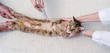 veterinarian and assistant in a small animal clinic veterinarian and assistant in a small animal clinic