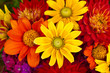 Autumn Flowers