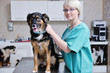veterinarian and assistant in a small animal clinic