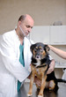 veterinarian and assistant in a small animal clinic veterinarian and assistant in a small animal clinic