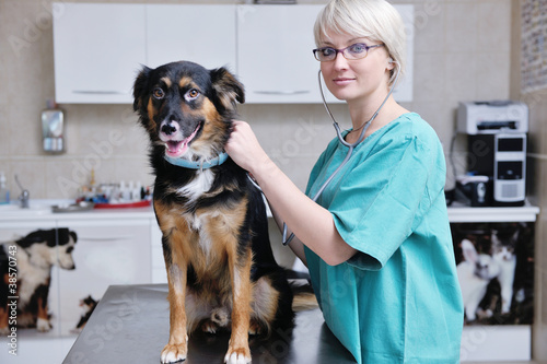 Photo: veterinarian and assistant in a small animal clinic veterinarian and assistant in a small animal clinic