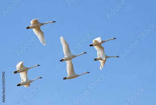 Photo: Tundra Swans in Flight Tundra Swans in Flight