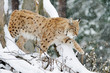 Lynx