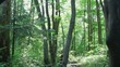 spring forest, slider