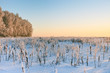 Winter landscape in sunset lighting