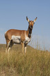 Pronghorn Antelope Doe