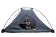 chiot chihuahua dans sa tente chiot chihuahua dans sa tente