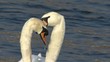 Zwei Schwäne schwimmen auf dem Rhein