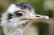 emu
