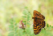 Fritillary