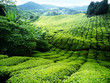 Tea plantation Cameron highlands, Malaysia