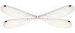 Dragonfly wings