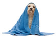 Photo en ligne au meilleur prix Wet cream havanese dog after bath