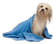 Wet cream havanese dog after bath