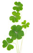 Shamrocks, three leafed clovers isolated on white