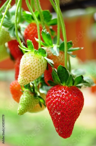 Photo: Strawberries Strawberries