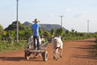 Cambodian oxcart