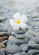 Frangipani flowers and pebbles Frangipani flowers and pebbles