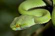 Photo: Green Snake Green Snake