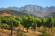 Vineyard, Montague, Route 62, South Africa