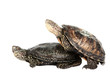 turtle isolated