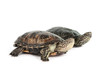 turtle isolated