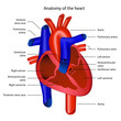 Anatomy of the heart vector illustration