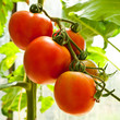 Fresh red tomatoes