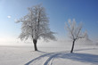 bäume im winter bäume im winter