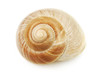 Muschelschale spiralfšrmig