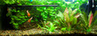 background of the aquarium with green plants