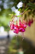 Foto: Fuchsie Fuchsie