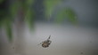 Video: spider disturbed by human tapping its web spider disturbed by human tapping its web