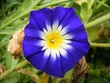 blue flower
