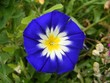 blue flower