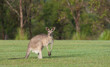 eastern grey kangaroos