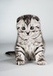 kitten