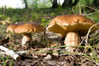 mushrooms