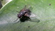 Fly on a leaf