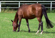 Foto: Pferd auf der Weide Pferd auf der Weide