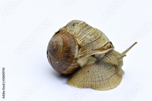 Photo: Weinbergschnecke Weinbergschnecke