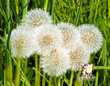 Group of Dandelions