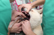 Veterinary,anesthesia breathing circuit set and dog